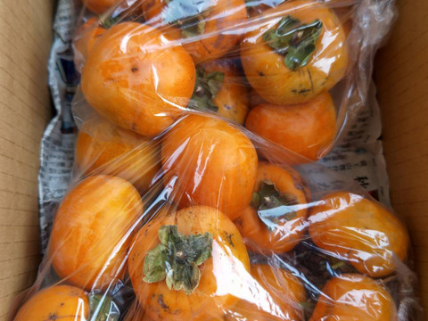 【訳あり】柿　約2kg　家庭用　かき