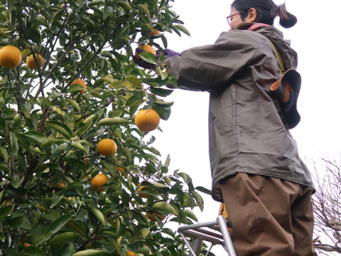 八朔　自然栽培　木成り完熟