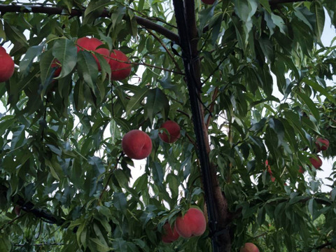 2箱分季節の白桃約2キロ5-10個入×2箱　訳あり家庭用  農薬半減栽培