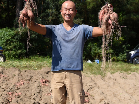 コロコロ熟成安納芋１０キロ　SSサイズ