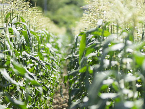 【バーベキューに…】とうもろこしとピーマンセット！