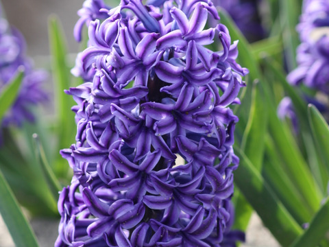 香り豊かなヒヤシンス紫２球 透明クリアカップ入（小石付）