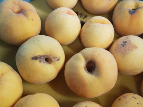 季節の黄桃約2キロ　訳あり家庭用  農薬半減栽培