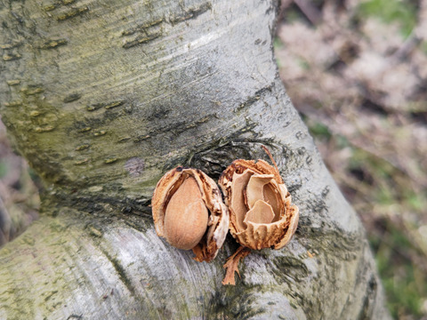 貴重な国産！山形県産マルコナアーモンド殻付き　500g