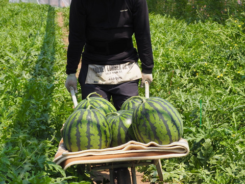 思わず笑顔が溢れる♡驚くほど甘〜い！祭りばやし大玉スイカ【4Lサイズ10〜12キロ/1玉】数量限定！