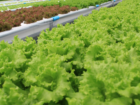 シャキシャキ食感が止まらない！リーフレタス3種の盛り合わせセット☆1キロ☆