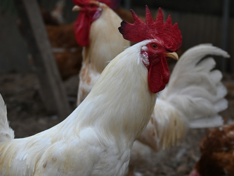【平飼い・白身ぷるん！】ばあちゃんの昔たまご 佐賀県伊万里産 ごとうもみじ 20個