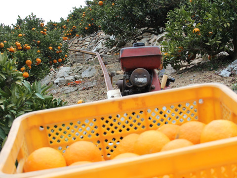 せとうちの島育ち！ えひめ中島いよかん 10kg