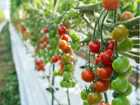 １日３粒の健康法♪毎日食べたくなるミニトマト♪１キロ