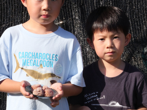 特大南高梅(4L以上) 切れ梅