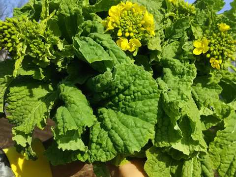 クール便対応❗❗子供に食べさせたい野菜【数量限定❗❗】ばぁばのモノスゴイ野菜(9品目)😋🎵毎日パワー善玉王国❗❗✨✨✨