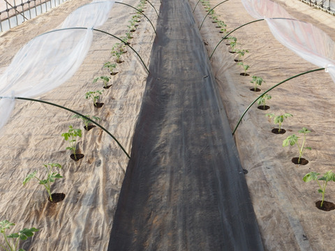 思わず笑顔が溢れる♡驚くほど甘〜い！祭りばやし大玉スイカ【4Lサイズ10〜12キロ/1玉】数量限定！