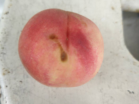 2箱分季節の白桃約2キロ5-10個入×2箱　訳あり家庭用  農薬半減栽培