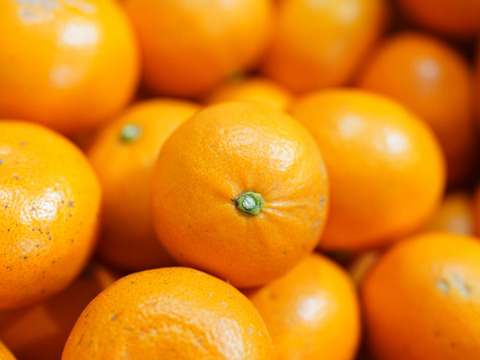 【訳ありだけど味は本物】【規格外】もったいないが美味しい🍊濃厚せとか（加工用）