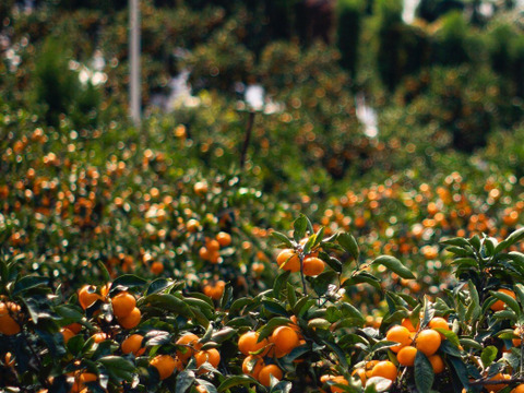 【最高級】真穴（まあな）産地直送　極上みかん　S〜Lサイズ　3キロ　贈答
【冬ギフト】