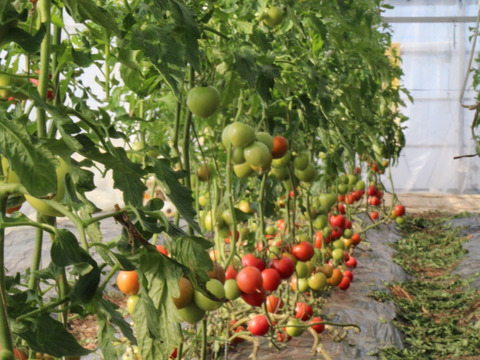 【規格外】【小キズあり】うま味成分たっぷり完熟トマト 今が旬です！ 2.5㎏程度