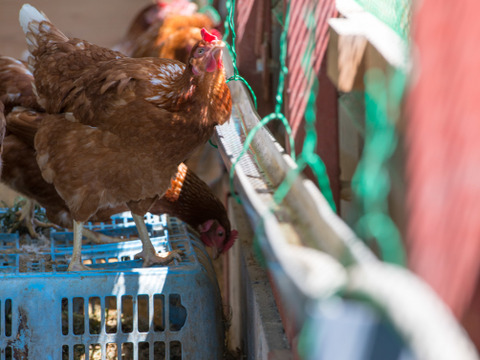 初回限定価格　純国産鶏の平飼い卵50個　非遺伝子組み換え飼料　(紙包装)
