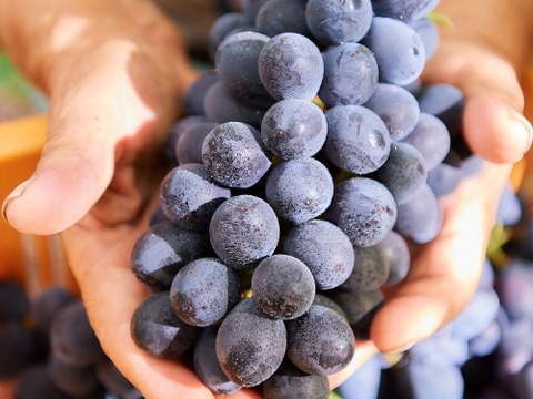 ☆山形県産ぶどう　希少品種【高尾】　贈答用　特秀4キロ／送料込み 芳醇な甘みと希少黒ぶどう品種のな味わい ― 『高尾ぶどう』― 約4キロ