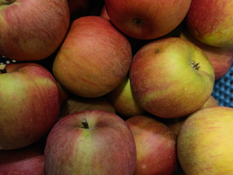 葉取らずりんご（北斗）　3キロ