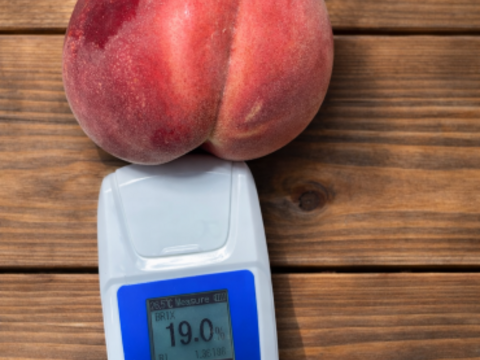 【産直1万件超】土からこだわる“樹上完熟”プレミアム桃！テレビ東京「ひるめし旅」出演で話題！７月～順次発送予定《5~7玉　約2kg》