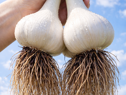 【農家体験！】にんにくの王様　青森にんに『白玉王』の“生”にんにく特大玉2kg
「生にんにく、食べたことありますか？」【贈答用～特別に感謝している人への特別な贈り物～】