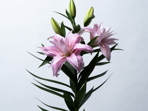 【母の日ギフト】■ダイアンサ3本束❤英字新聞仕様❤大人気品種