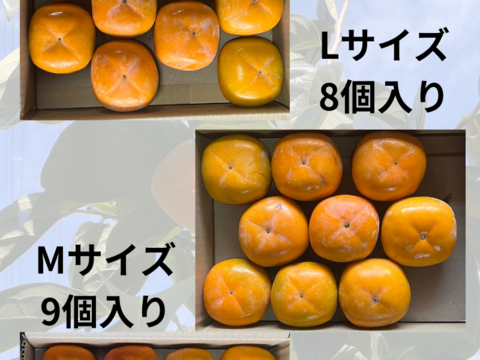 和歌山のあま柿☆平核無柿☆