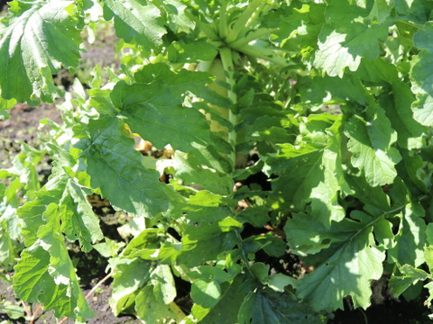 大根（冬自慢）13㎏