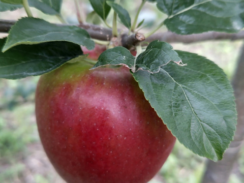 ※加工用　　りんご（葉とらずシナノレッド）10キロ　
※加工用のため軟化した物も含まれます。