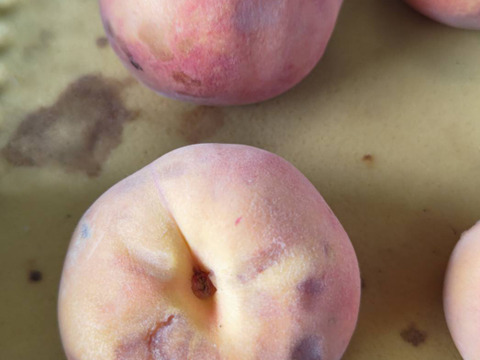 2箱分季節の白桃約2キロ5-10個入×2箱　訳あり家庭用  農薬半減栽培