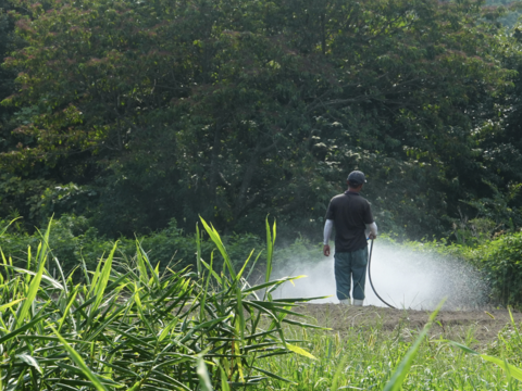 【残りわずか】新生姜3kg【淡路島が育んだ体と心のスパイス！】愛情込めた自社農園の新生姜3kg