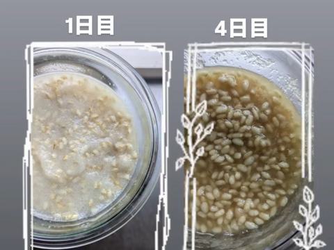【栽培期間中、農薬不使用】乾燥玄米麹　300g　麹調味料づくりに