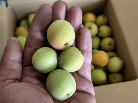 【数量限定】梅1.8kg　梅酒やシロップにも！