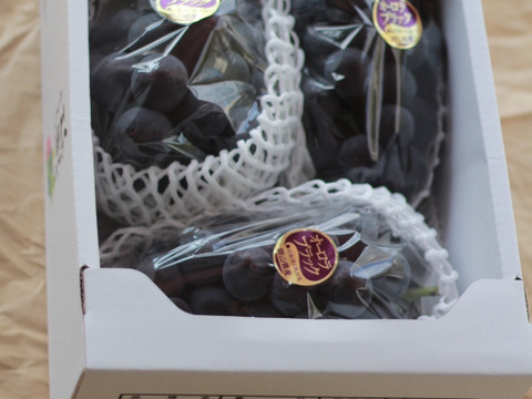 濃厚な甘さとコク！岡山県オリジナル品種「オーロラブラック」