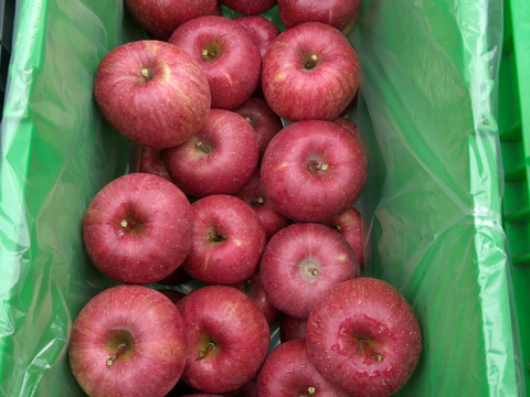 りんご（サンふじ）5キロ