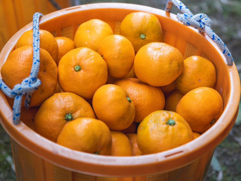 ［訳あり］美味さそのまんまみかん　5kg