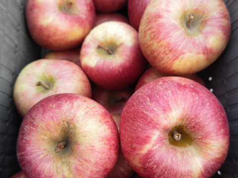 ※数量限定  葉とらずりんご(美丘)  10キロ