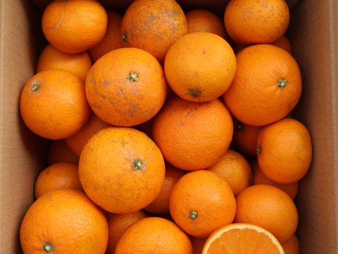 農家直送！きよみオレンジ　小玉家庭用5kg  【平武農園】〜蛍飛ぶ町から旬の便り〜　和歌山｜有田｜田口｜ギフト