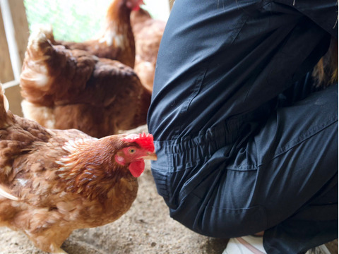 ♫うれしい大容量♫平飼いごちそう卵【あかねの虜】個性豊かな規格外品（160個入） 28歳2児の母がプロデュースする話題の卵【👑大手検索サイト「福岡 卵」表示ランキング１位の農場です👑】