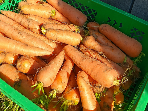 甘さ多めの寒じめ有機人参　3Kg