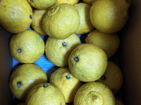 はるか　春の味　家庭用Ｂ品　箱込み4.5キロ