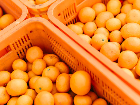 【福袋】大人気2品種　段畑セット「みかん2.6キロ」＋「まどんな600g」こたつで食べたい！みかん・まどんなセット