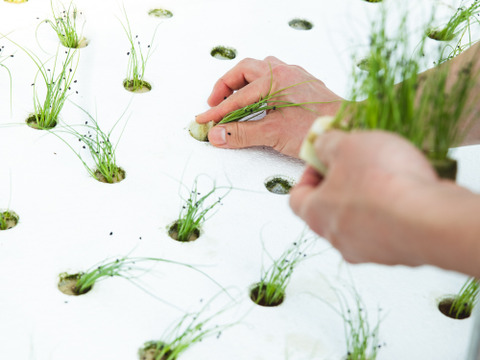 水耕栽培　小ねぎ　業務用　1㎏