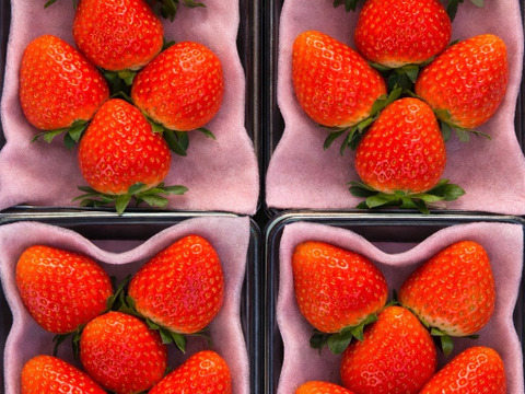 朝採れ、完熟収穫いちご　まりひめ　1～2月発送　250g × 2p