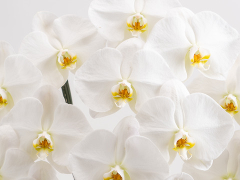 大輪胡蝶蘭 白 5本立 75輪クラス| 開店・開業・移転・周年・送別・誕生日のお祝いなどに