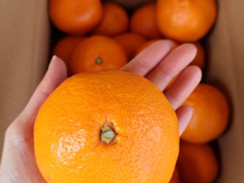 【冬ギフト】農家直送！有田みかん5kg≪3Lサイズ（超大玉） 秀品≫【平武農園】～蛍飛ぶ町から旬の便り～　和歌山｜有田｜田口｜ギフト｜こだわり　産地直送　お取り寄せ