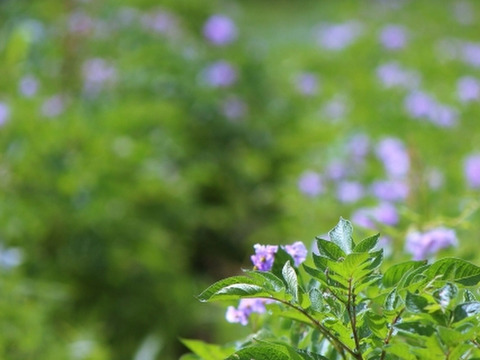 フライドポテトにぴったり！優しいお芋の風味とホクホク＆ねっとり感・ホッカイコガネ（合計5キロ）