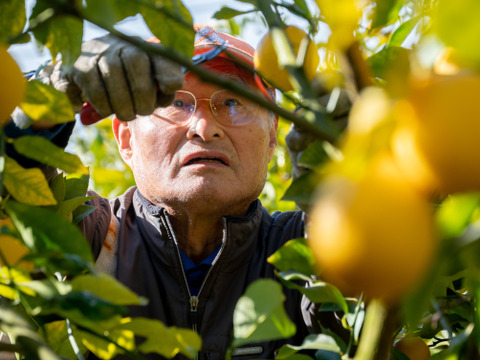 【予約】【訳ｱﾘ小玉！】🍊濃厚な甘みと果汁じゅわっ！プリプリ果肉♪の しらぬい７kg 【デコポン同品種／瀬戸内の離島より果汁たっぷり品種おとどけ✨】✨