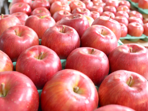 【先行予約】当園１番人気！葉とらずふじ 青森りんご2.5kg（6〜10玉）