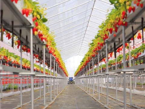 【お歳暮・ギフト用】奈良ブランド「古都華」L（18粒）×２　平均糖度１５度　いちご